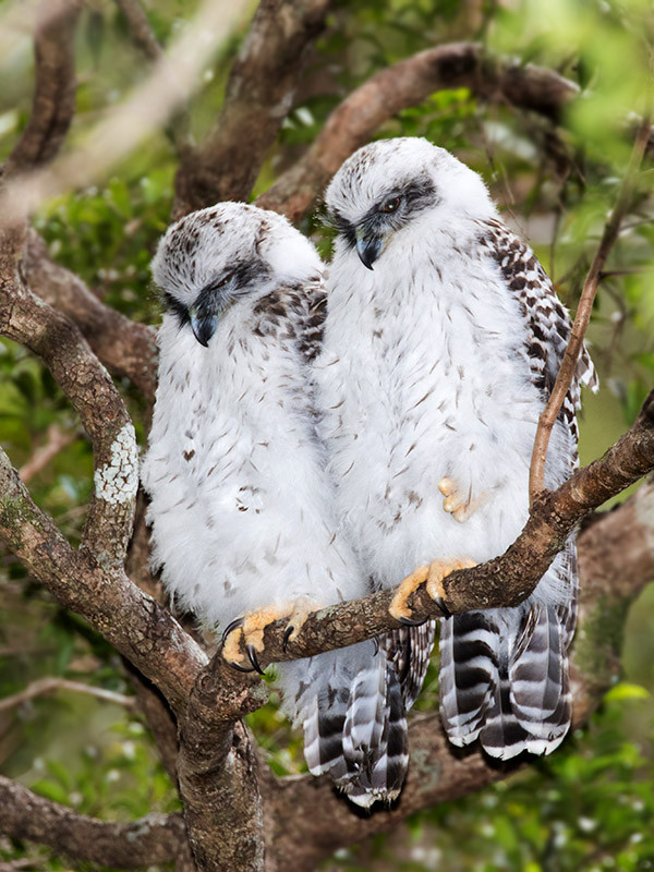 Powerful Owl (Ninox strenua)